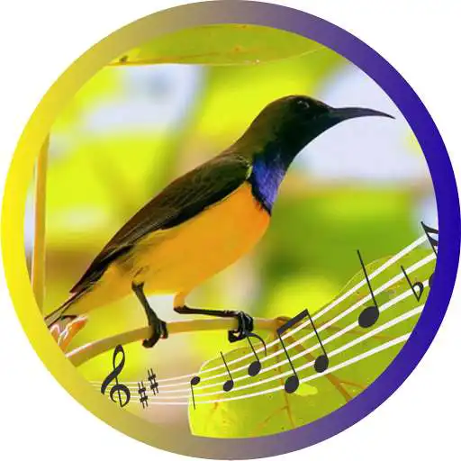 Free play online Olive-backed Sunbird APK Free play online Olive-backed Sunbird APK