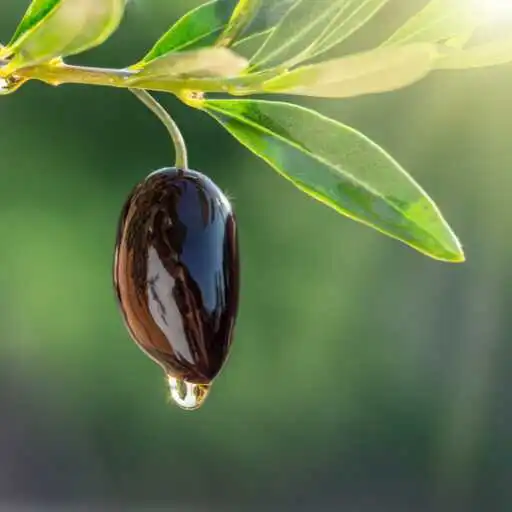 Play Olive Wallpaper APK