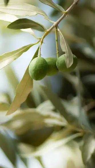 Play Olive Wallpaper  and enjoy Olive Wallpaper with UptoPlay