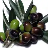 Free play online Olive Wallpapers APK Free play online Olive Wallpapers APK
