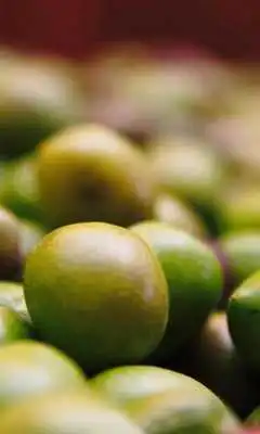 Play Olive Wallpapers