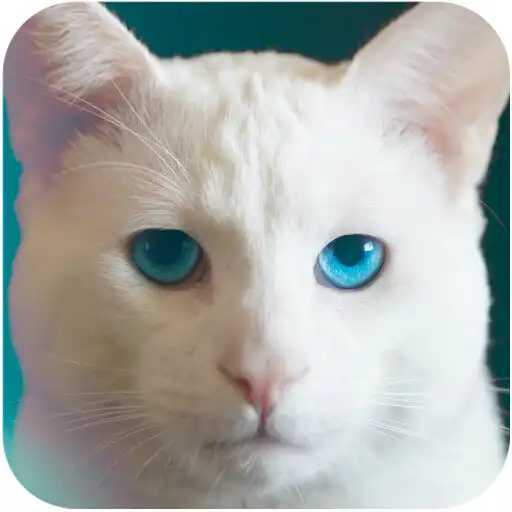 Play Omar Juegos Para Gatos APK Play Omar Juegos Para Gatos APK