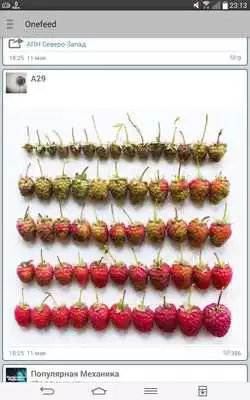 Play OneFeed Play OneFeed