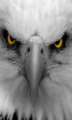 Play One Plus One HD Wallpapers