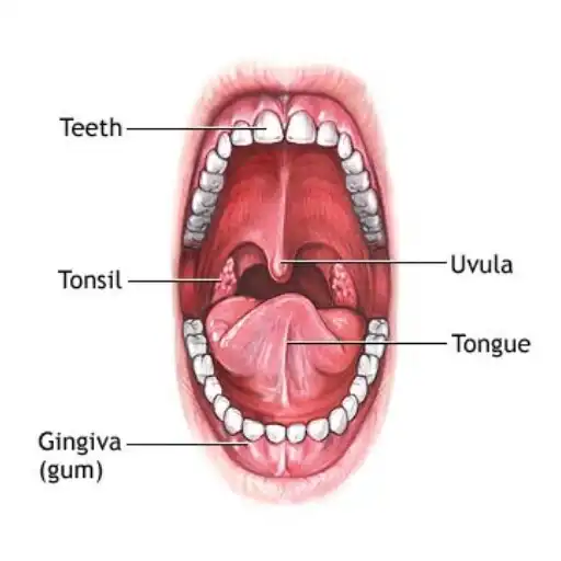 Play Oral Anatomy And Physiology TM APK