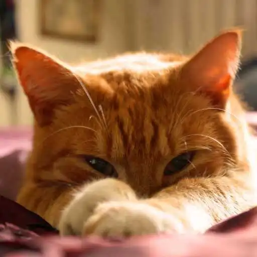 Play Orange Cat Wallpaper APK