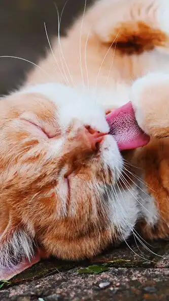 Play Orange Cat Wallpaper  and enjoy Orange Cat Wallpaper with UptoPlay