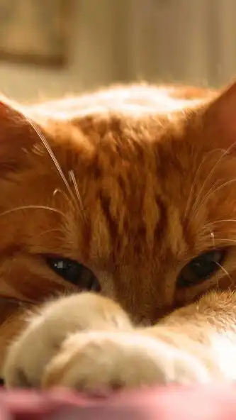 Play Orange Cat Wallpaper as an online game Orange Cat Wallpaper with UptoPlay