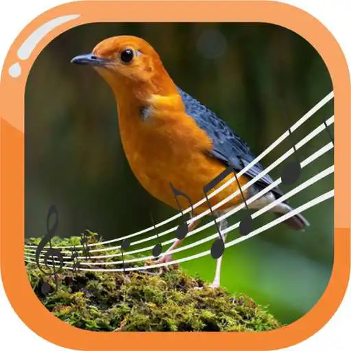 Free play online Orange-Headed Thrush Therapy APK Free play online Orange-Headed Thrush Therapy APK