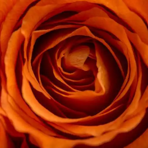 Play Orange Rose Wallpaper APK