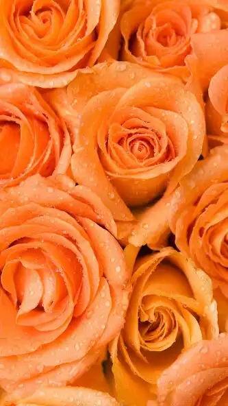 Play Orange Rose Wallpaper and enjoy Orange Rose Wallpaper with UptoPlay Play Orange Rose Wallpaper and enjoy Orange Rose Wallpaper with UptoPlay