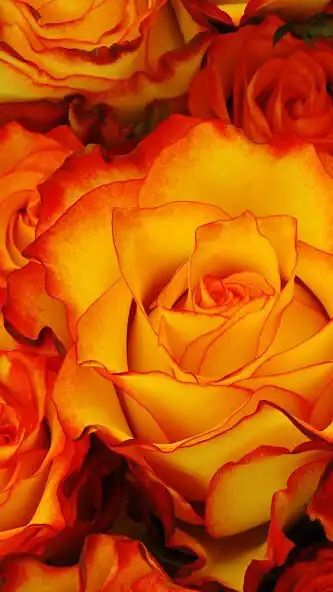 Play Orange Rose Wallpaper as an online game online Orange Rose Wallpaper with UptoPlay Play Orange Rose Wallpaper as an online game Orange Rose Wallpaper with UptoPlay