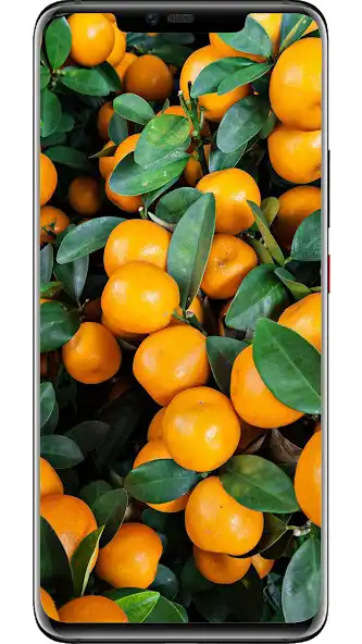 Play Oranges Wallpapers as an online game Oranges Wallpapers with UptoPlay