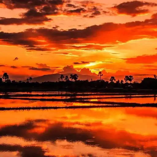 Play Orangish Wallpapers APK Play Orangish Wallpapers APK