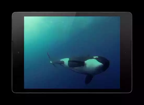 Play Orca Live Wallpaper