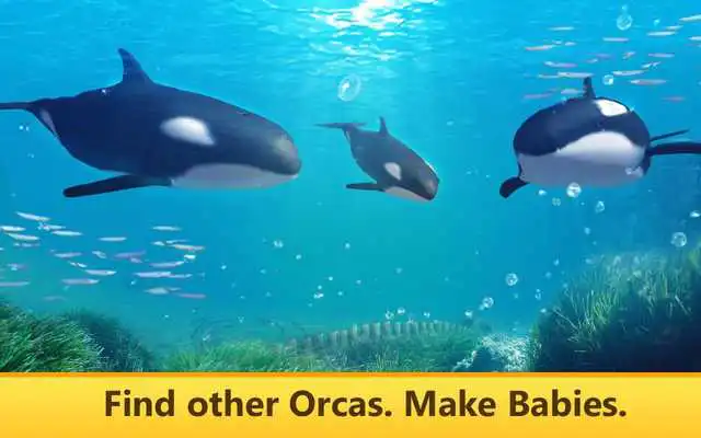 Play Orca Simulator: Animal Quest Play Orca Simulator: Animal Quest