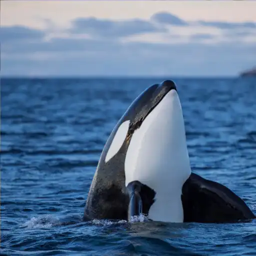 Play Orca Whale Sounds Soundboard APK