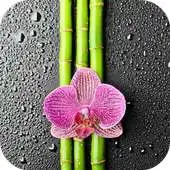 Free play online Orchid And Bamboo Wallpaper APK Free play online Orchid And Bamboo Wallpaper APK