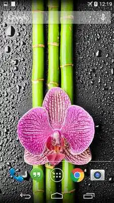Play Orchid And Bamboo Wallpaper