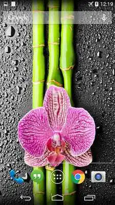 Play Orchid And Bamboo Wallpaper