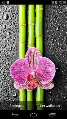 Play Orchid And Bamboo Wallpaper