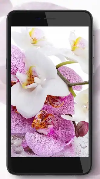 Play Orchide Pink live wallpaper as an online game Orchide Pink live wallpaper with UptoPlay