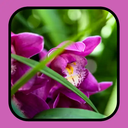 Play Orchid Flowers Wallpaper HD APK Play Orchid Flowers Wallpaper HD APK