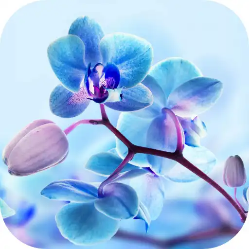 Play Orchid Live Wallpaper APK