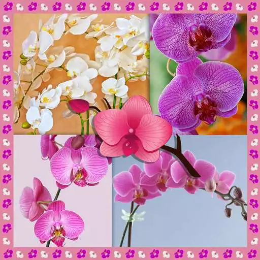 Free play online Orchid Photo Collage APK Free play online Orchid Photo Collage APK