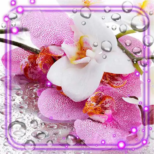 Free play online Orchids flowers Live Wallpaper APK