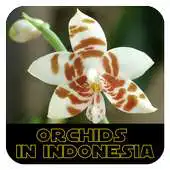 Free play online Orchids in Indonesia APK