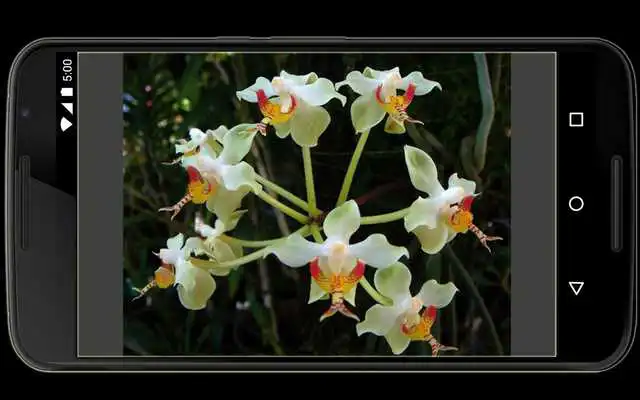 Play Orchids in Indonesia