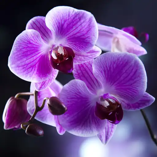 Free play online Orchids Live Wallpaper APK Free play online Orchids Live Wallpaper APK