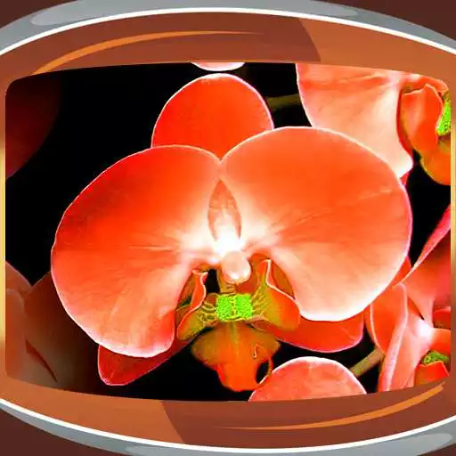 Free play online Orchids Live Wallpapers APK Free play online Orchids Live Wallpapers APK