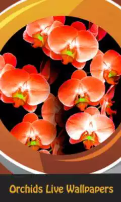 Play Orchids Live Wallpapers