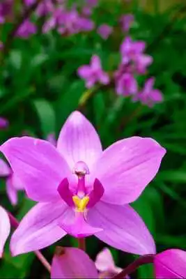 Play Orchids Live Wallpapers