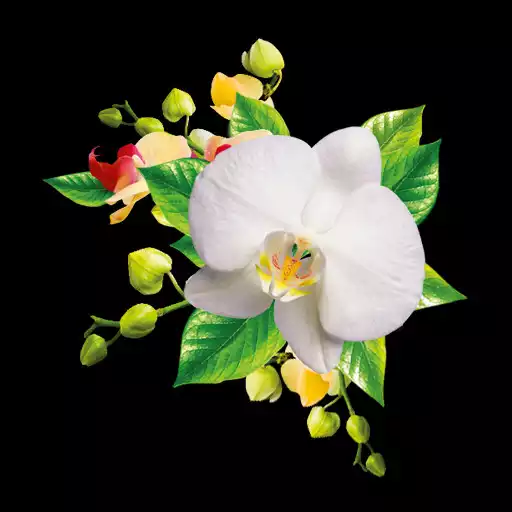 Free play online Orchids Wallpaper APK Free play online Orchids Wallpaper APK