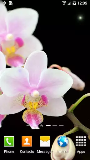 Play Orchids Wallpaper