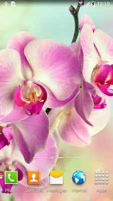 Play Orchids Wallpaper