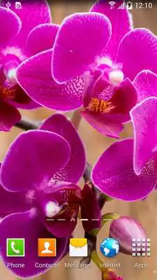 Play Orchids Wallpaper