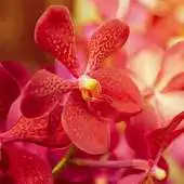 Free play online Orchids Wallpapers APK Free play online Orchids Wallpapers APK