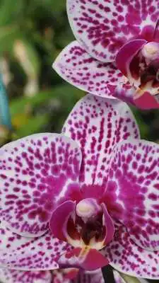 Play Orchids Wallpapers