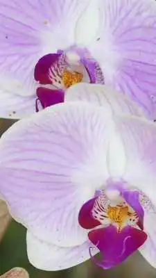 Play Orchids Wallpapers