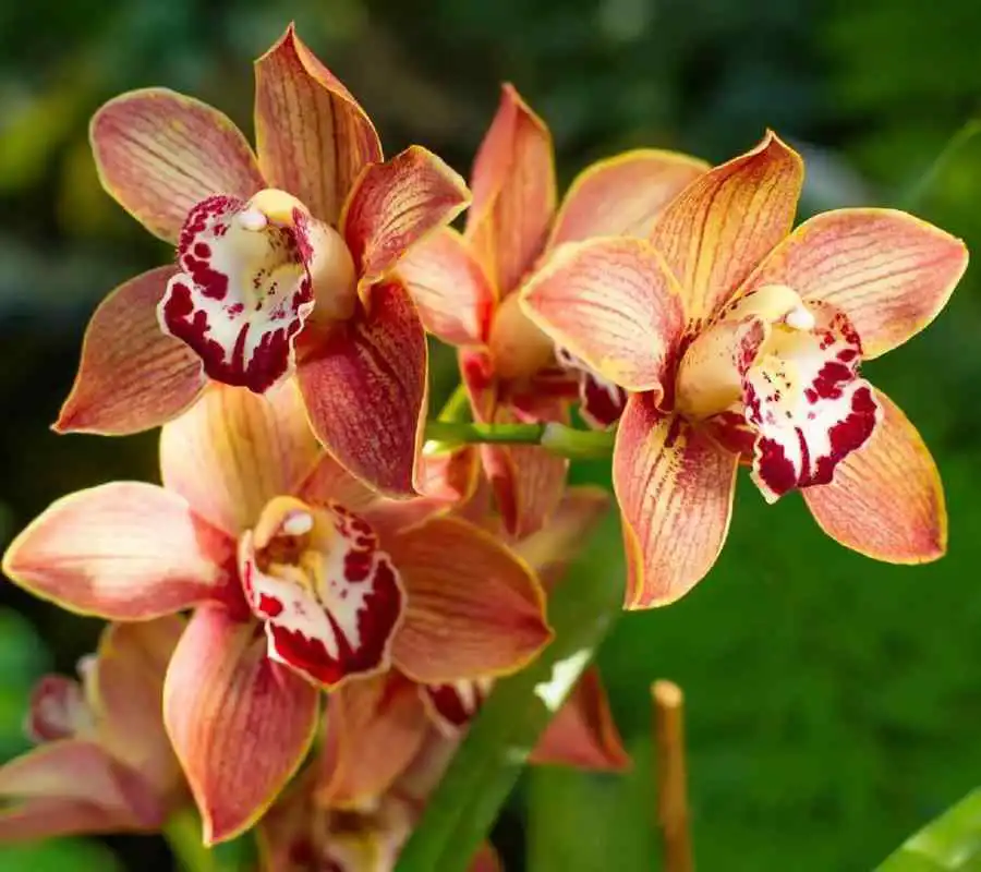 Play Orchids Wallpapers