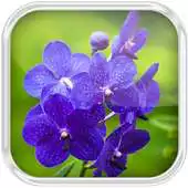 Free play online Orchids Water Effect LWP APK
