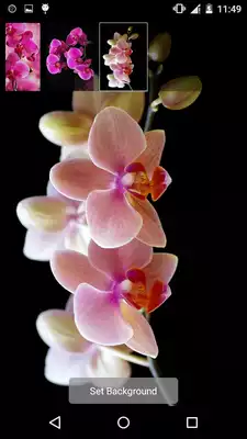 Play Orchids Water Effect LWP Play Orchids Water Effect LWP