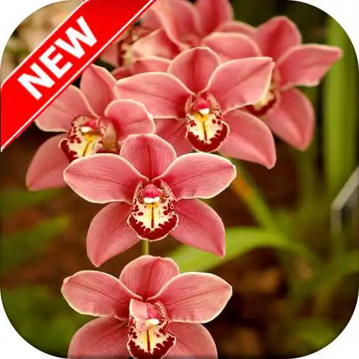 Play Orchid Wallpaper - Orchid Flowers Wallpaper APK