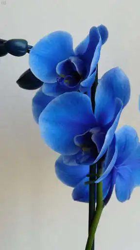 Play Orchid Wallpaper - Orchid Flowers Wallpaper  and enjoy Orchid Wallpaper - Orchid Flowers Wallpaper with UptoPlay