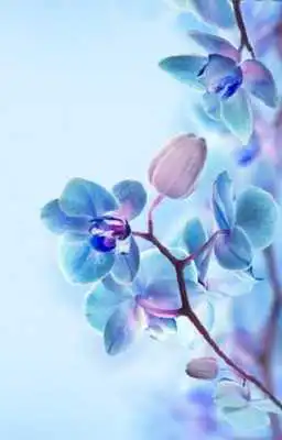 Play Orchid Wallpaper