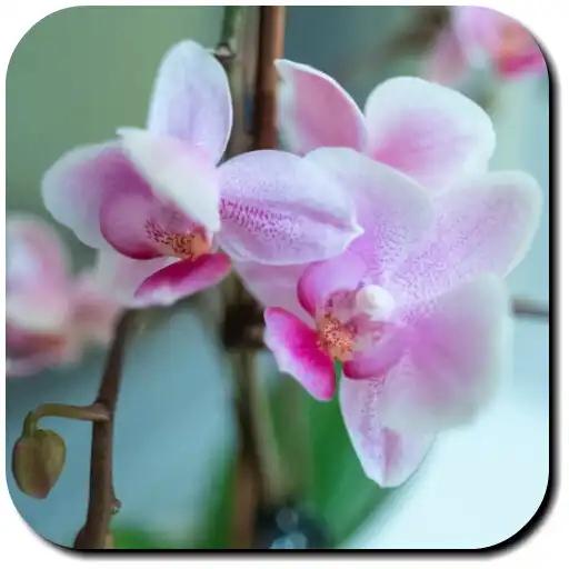 Free play online Orchid Wallpapers APK